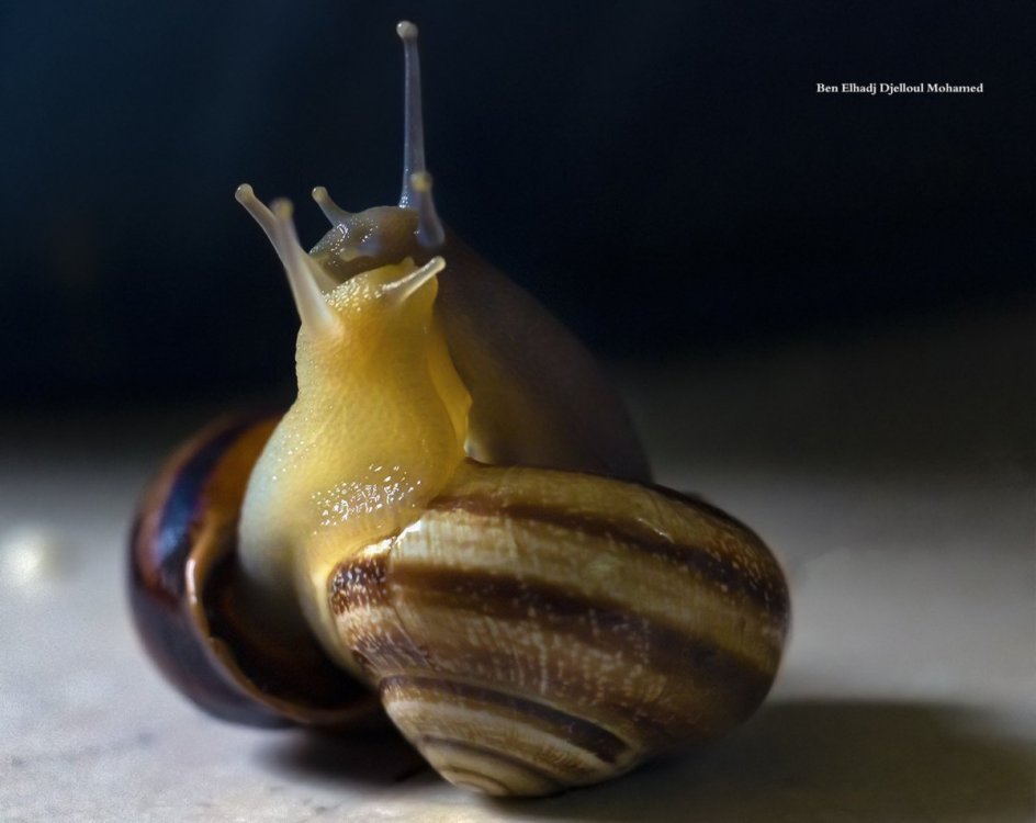 escargot1-1.jpg